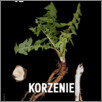 [thumbnail of Polonia_Wegierska_2024_338_339.pdf]