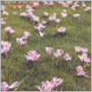 [thumbnail of Glos_2002_14 (1999).pdf]