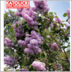 [thumbnail of Glos Katolicki 2008_19.pdf]