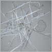 [thumbnail of Drangsong_005_fibres.pdf]