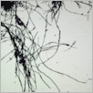 [thumbnail of Drangsong_006_fibres.pdf]