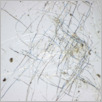 [thumbnail of Drangsong_007_fibres.pdf]