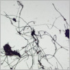 [thumbnail of Drangsong_010_fibres.pdf]