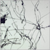 [thumbnail of Drangsong_011_fibres.pdf]