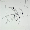 [thumbnail of Drangsong_017_fibres.pdf]