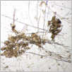 [thumbnail of Drangsong_019_fibres.pdf]