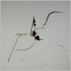 [thumbnail of Drangsong_021_fibres.pdf]
