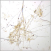 [thumbnail of Drangsong_022_fibres.pdf]