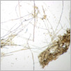 [thumbnail of Drangsong_027_fibres.pdf]