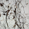 [thumbnail of Drangsong_039_fibres.pdf]