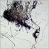 [thumbnail of Drangsong_042_fibres.pdf]