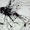 [thumbnail of Drangsong_112_fibres.pdf]