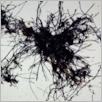 [thumbnail of Drangsong_143_fibres.pdf]