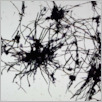 [thumbnail of Drangsong_144_fibres.pdf]