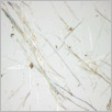 [thumbnail of Drangsong_252_fibres.pdf]