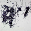 [thumbnail of Drangsong_233_fibres.pdf]