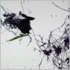 [thumbnail of Drangsong_234_fibres.pdf]