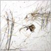 [thumbnail of Drangsong_020_fibres.pdf]