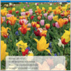 [thumbnail of Flandria_po_polsku_2024_04.pdf]