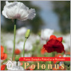 [thumbnail of Polonus _Rumunia_2023_05.pdf]