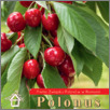 [thumbnail of Polonus_Rumunia_2024_06.pdf]