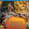[thumbnail of Flandria_po_polsku_2024_11.pdf]